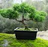 20130728135302-bonsai.jpg