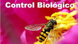 20140218214711-control-biologico.jpg