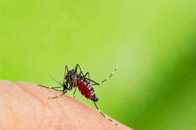 Evitemos la creación de focos de Aedes