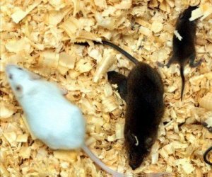 Científicos estadounidenses fueron capaces de hacer que ratones ciegos volvieran a ver al inyectar una sustancia química que los hace sensibles a la luz, según un estudio publicado este miércoles 25 de julio de 2012