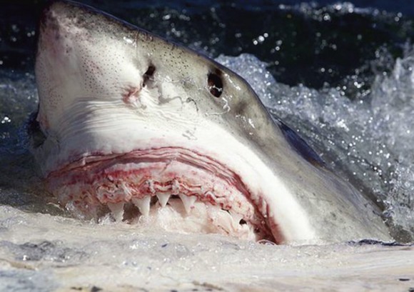 Tiburón blanco, o tiburón devorador. Es el tiburón más peligroso para los seres humanos. Su longitud suele ser superior a cuatro metros, y la fuerza de la mandíbula en conjunto con dientes afilados hace su mordedura fatal para la mayoría de las víctimas.
