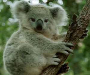 koala-en-peligro-de-extincion