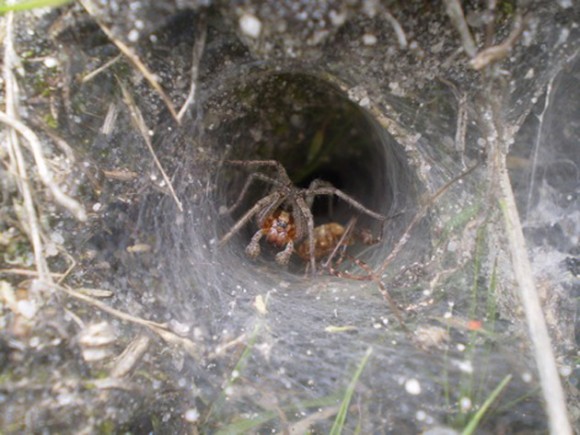 Araña de laberinto. Como en las películas de terror esta araña, que habita generalmente en Europa, espera a su presa en el túnel de telaraña, como en el laberinto subterráneo